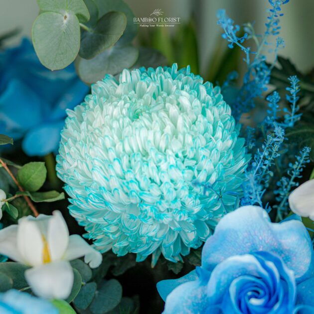 Blue Rose Ecuador Beauty